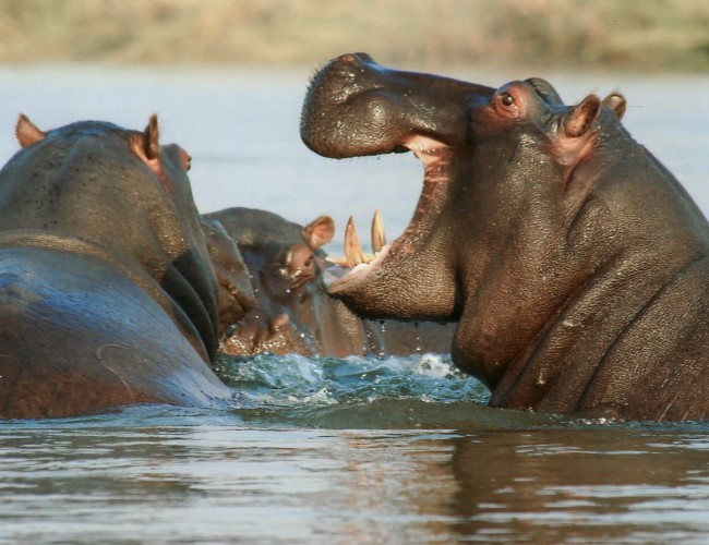 Katonga Wildlife Reserve